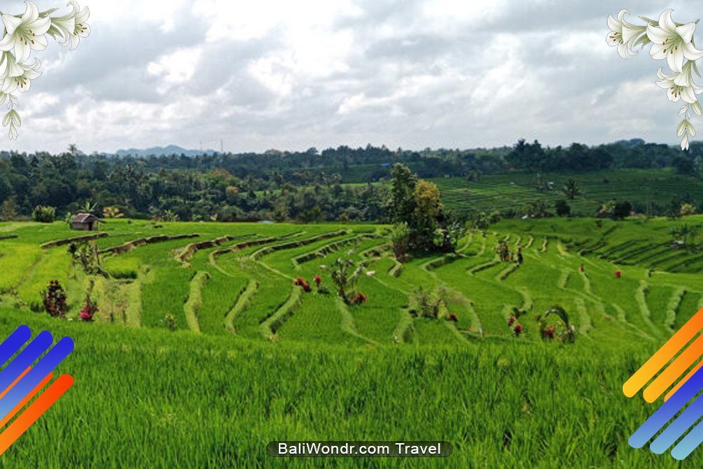 JATI LUWIH RICE TERRACES