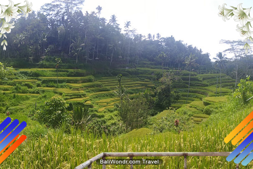 TEGALALANG RICE TERRACES