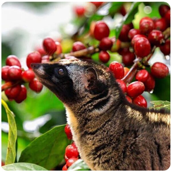 Bali Coffee Luwak Tour