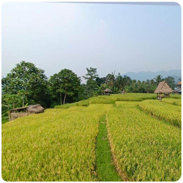 Bali 13h Round Trip: Mystical Besakih Temple, Penglipuran Village, Kanto Lampo, Sidement & Jimabran Bay - Image 15