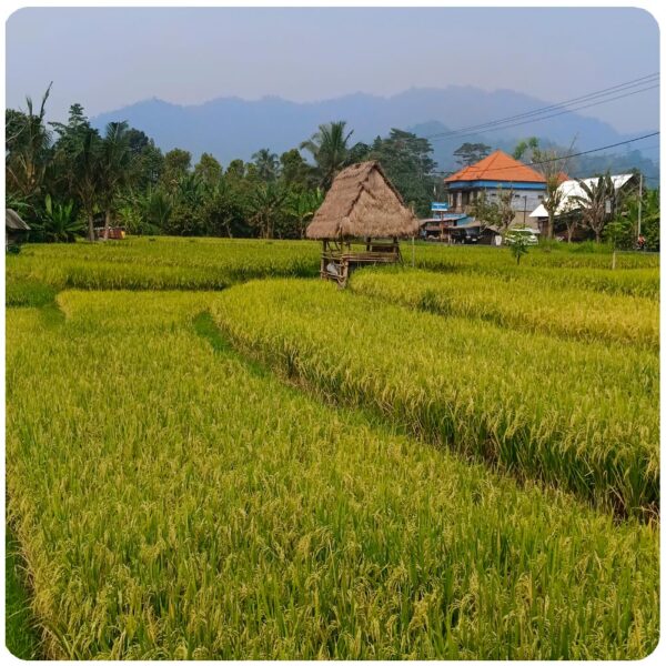 Bali 13h Round Trip: Mystical Besakih Temple, Penglipuran Village, Kanto Lampo, Sidement & Jimabran Bay - Image 16