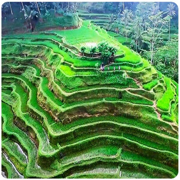 Ubud Scenic & Iconic 10 Hours Tours with English-speaking Guide - Image 7