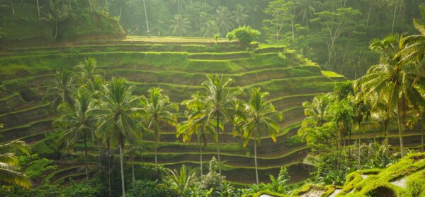 Ubud Culture & Nature Tour (8hrs) - Image 9