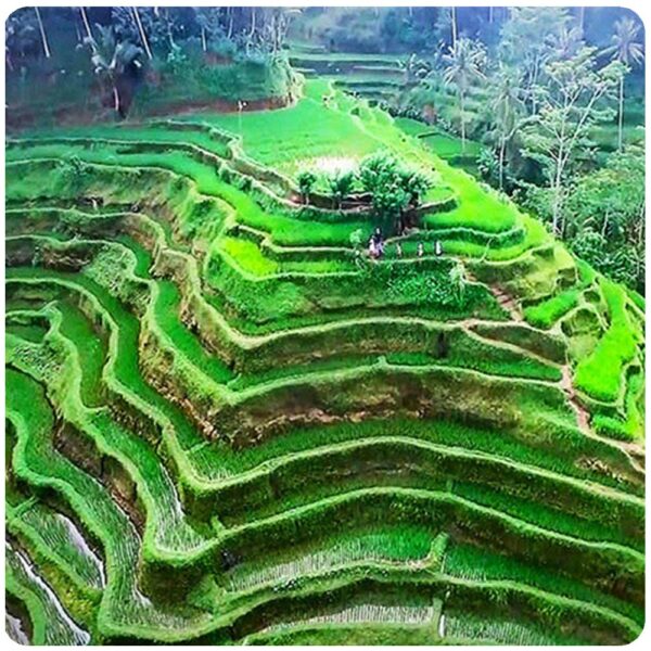 Discover the Center & North-east of Bali, Including Volcano, Nature, Waterfall, Rice Field, and Ubud - Image 9