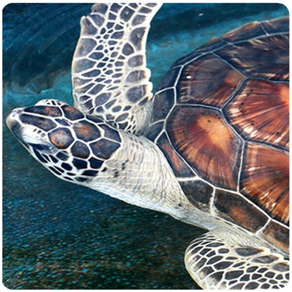 Tropical Blue Ultimate Water Sports: Jet Ski, Turtle Tour & Fly Fish - Image 6