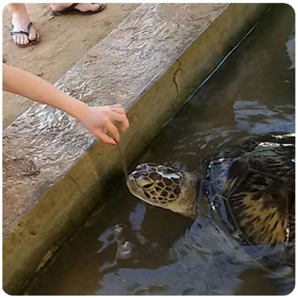 Discover Bali’s Turtle Island on A Glass Bottomed Boat - Image 2