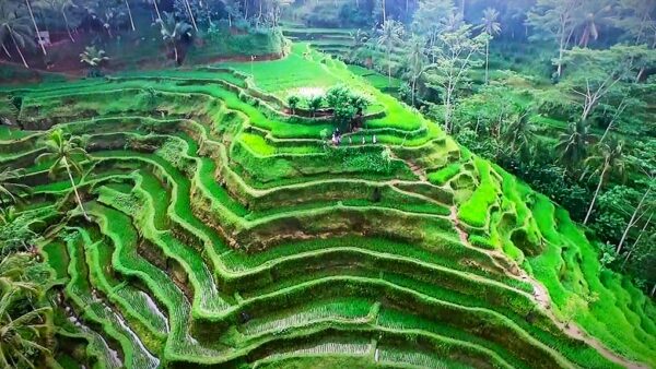 Ubud Culture & Nature Tour (8hrs) - Image 11