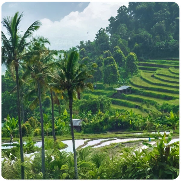 UNESCO World Heritage Rice Terraces Tour - Image 4