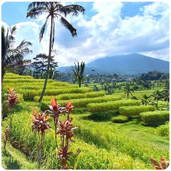 UNESCO World Heritage Rice Terraces Tour - Image 8