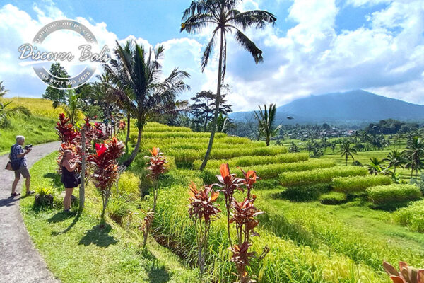 UNESCO World Heritage Rice Terraces Tour - Image 16