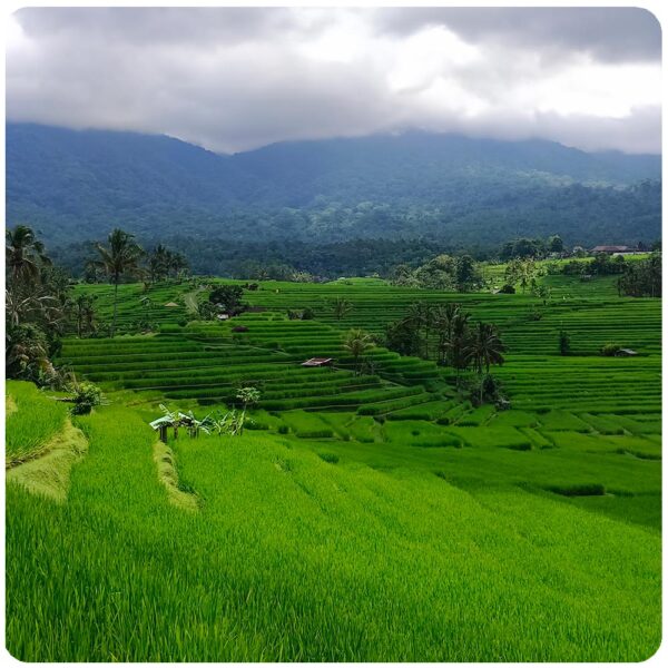 UNESCO World Heritage Rice Terraces Tour - Image 9