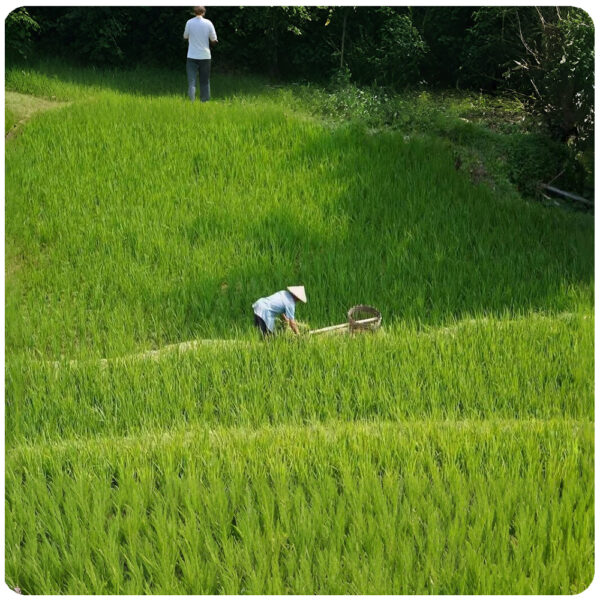 UNESCO World Heritage Rice Terraces Tour - Image 5