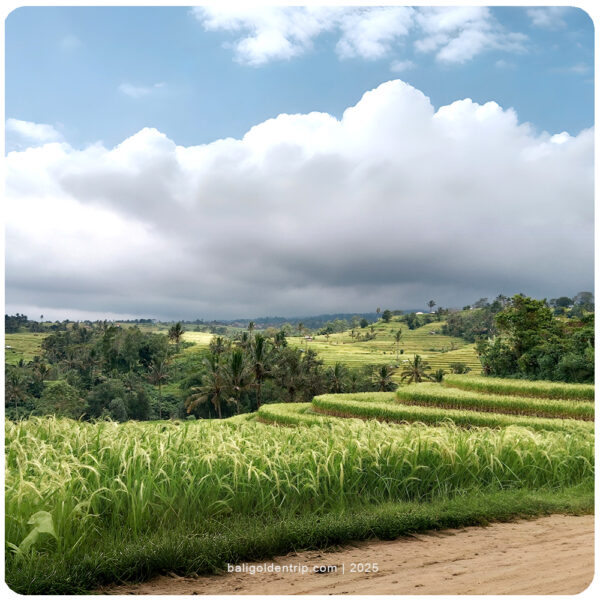 UNESCO World Heritage Rice Terraces Tour - Image 7