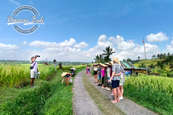 UNESCO World Heritage Rice Terraces Tour - Image 13