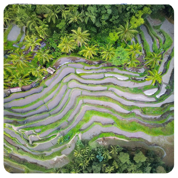 Ubud Culture & Nature Tour (8hrs) - Image 19
